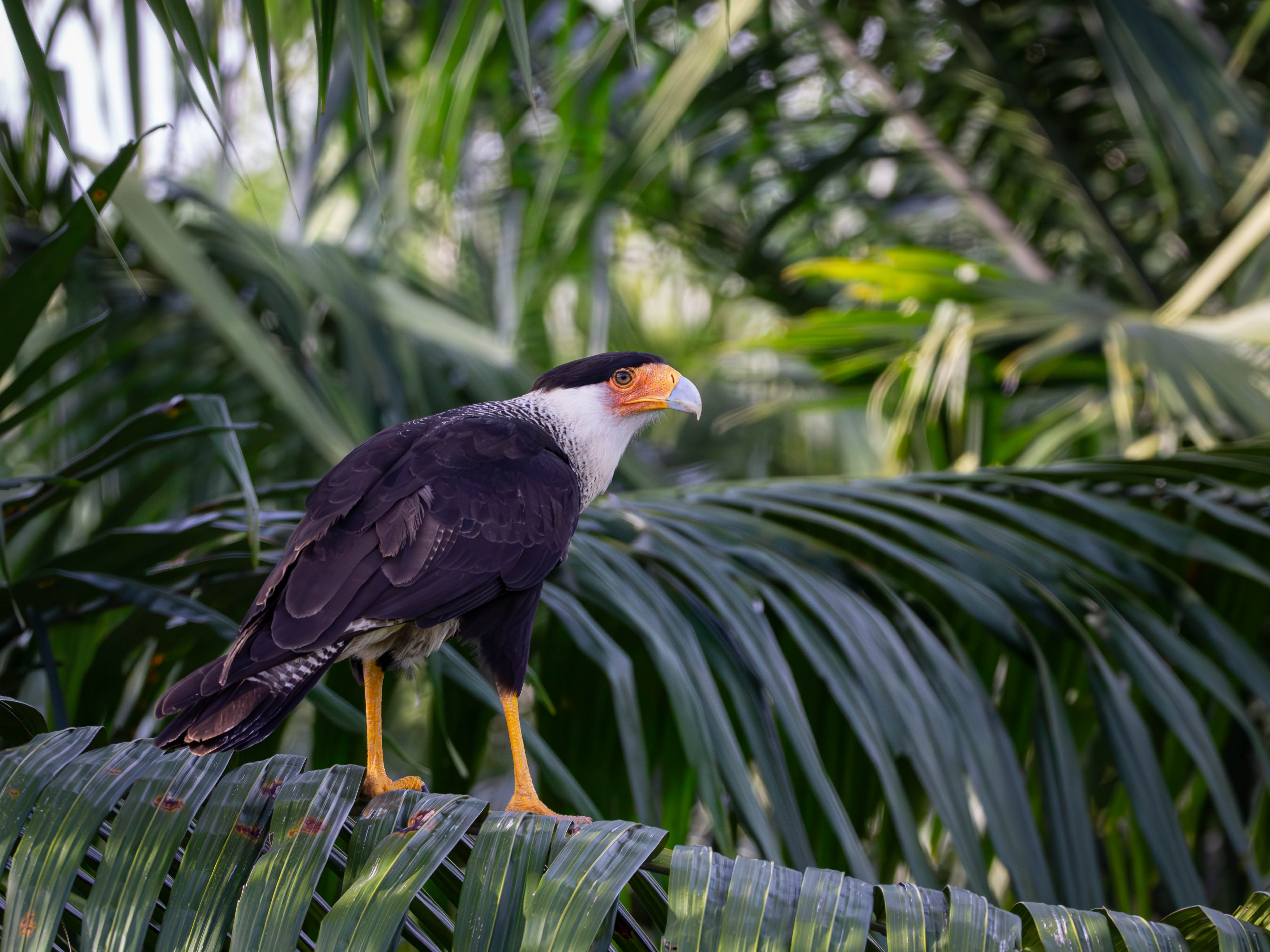 Caracara avistado en vuelo